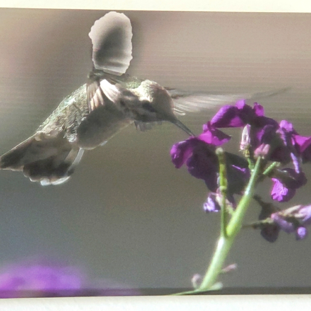 Picture of Hummingbird I took in CA (Framed)